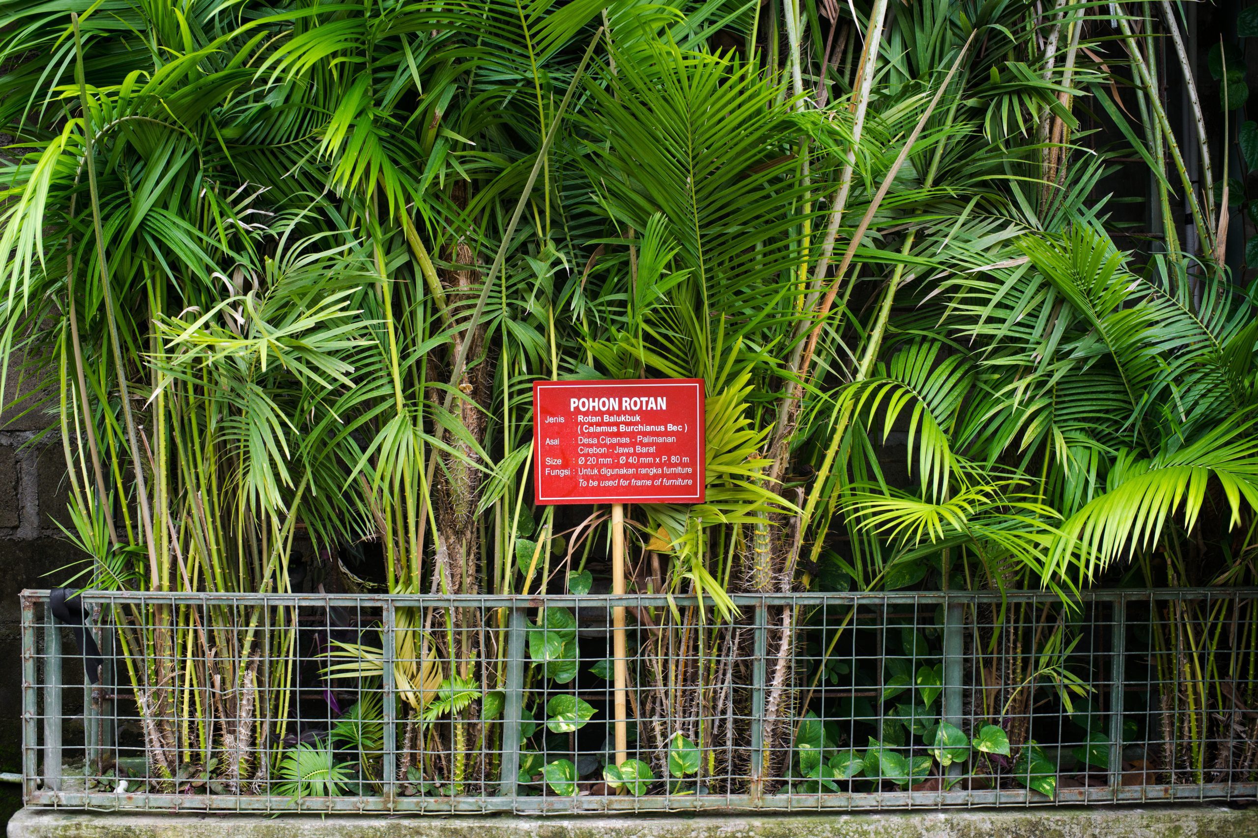 Sejarah Rotan Sebagai Tanaman Endemik Indonesia Mantera