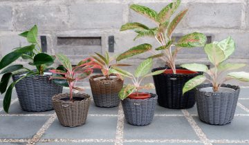 Pilihan pot rotan sintetik untuk koleksi aglonema