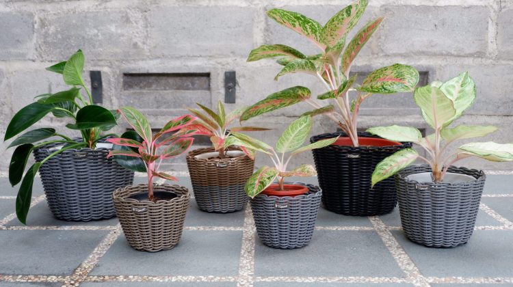 Pilihan pot rotan sintetik untuk koleksi aglonema