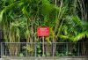 pohon rotan edited