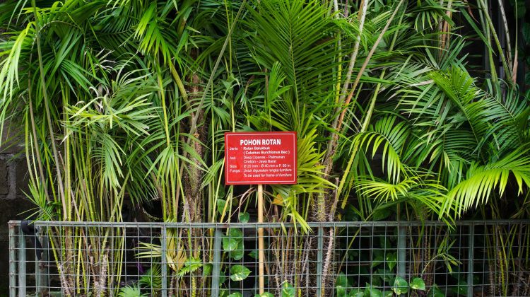 Sejarah Rotan Sebagai Tanaman Endemik Indonesia