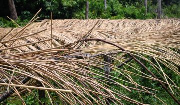 Rotan Tanaman Khas Indonesia yang Semakin Menipis