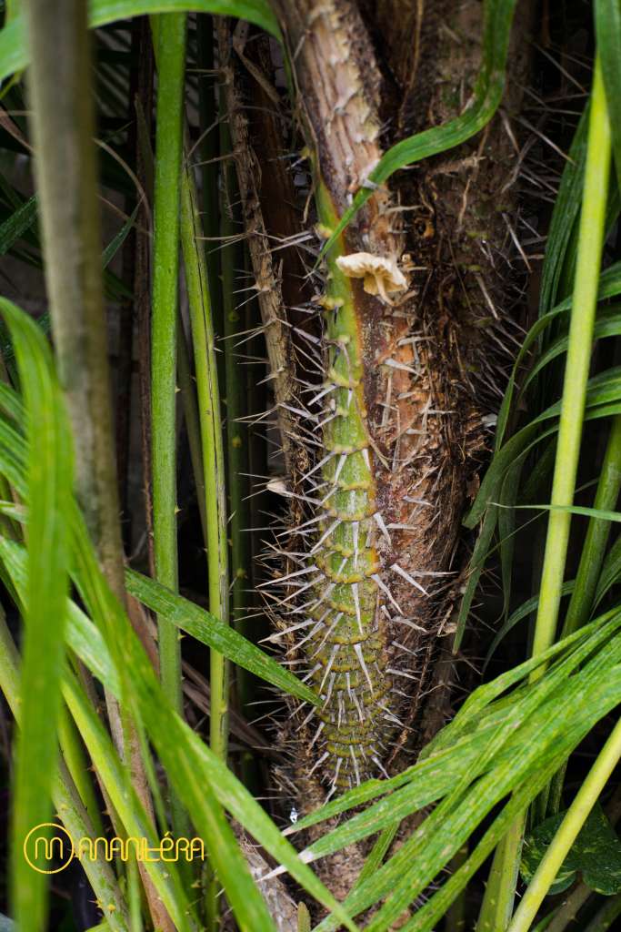 pohon rotan detail 1 copy
